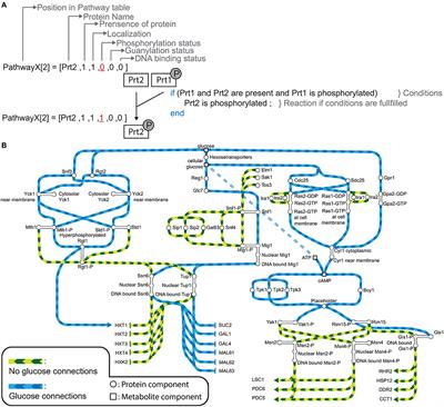 Robustness of Nutrient Signaling Is Maintained by Interconnectivity Between Signal Transduction Pathways